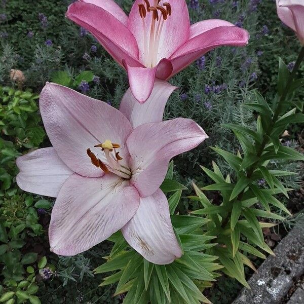 Lilium bulbiferum ᱵᱟᱦᱟ