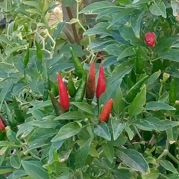 Capsicum frutescens Fruto