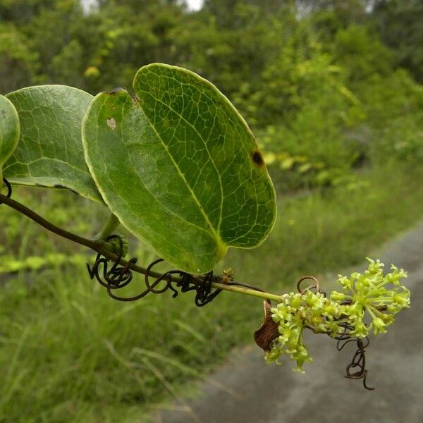 Smilax anceps Leaf