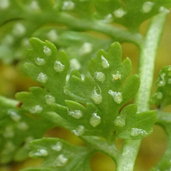 Cystopteris alpina 果實