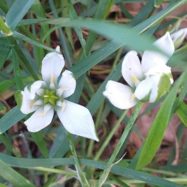 Ornithogalum umbellatum Virág