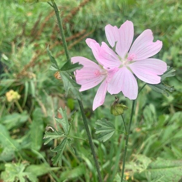 Malva moschata 花