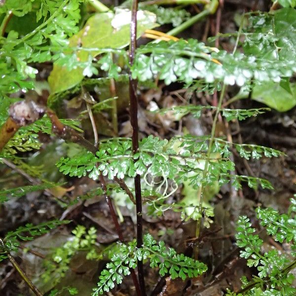 Asplenium abyssinicum Leaf