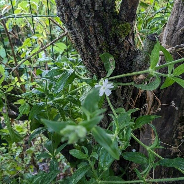 Silene dichotoma Λουλούδι