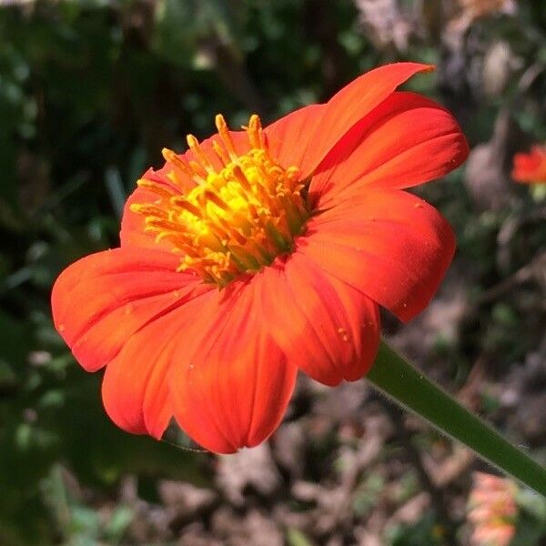 Tithonia rotundifolia ᱵᱟᱦᱟ