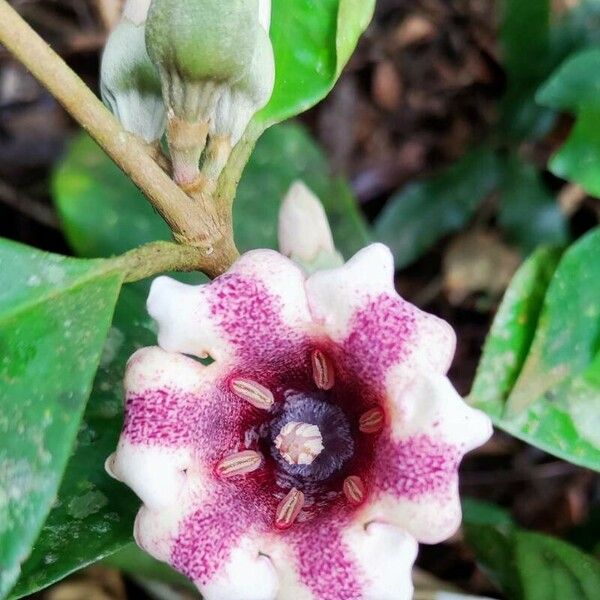 Sherbournia hapalophylla Flower