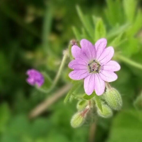 Geranium pusillum Blomst