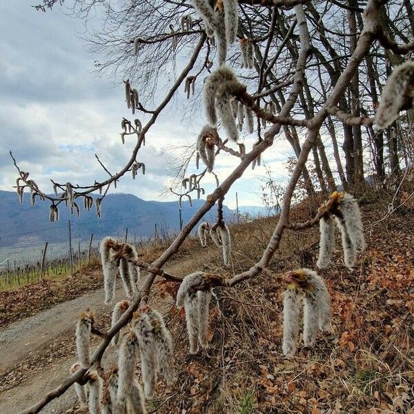 Populus tremula Fiore