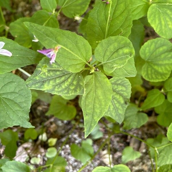 Viola canadensis ഇല