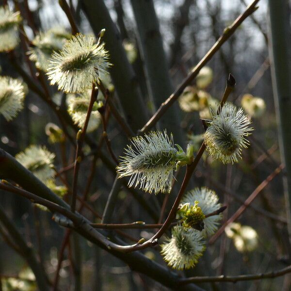 Salix myrsinifolia Kwiat