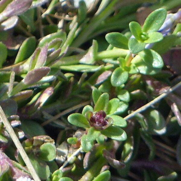 Polygala serpyllifolia Annet