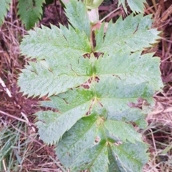 Melianthus major Leaf