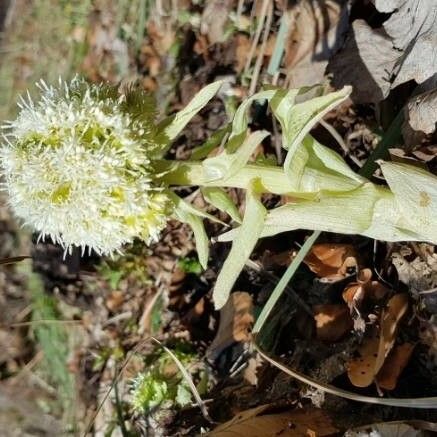 Petasites albus Blomma