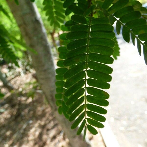 Tamarindus indica Levél