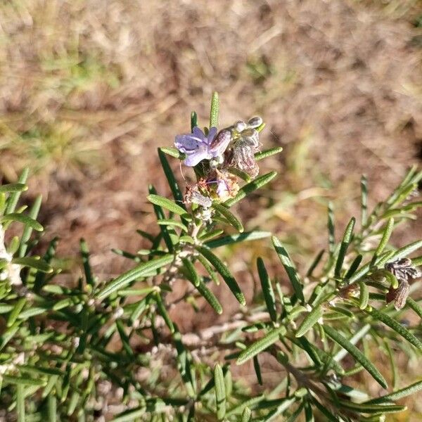 Salvia jordanii Kwiat