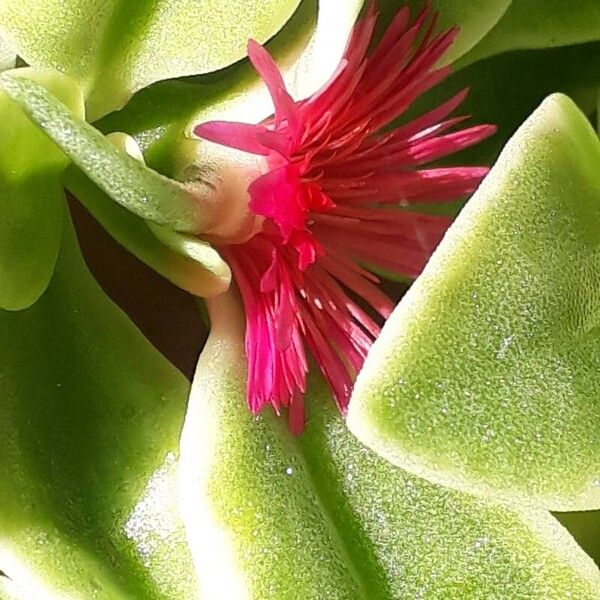 Mesembryanthemum cordifolium cv. 'Variegata' Blüte