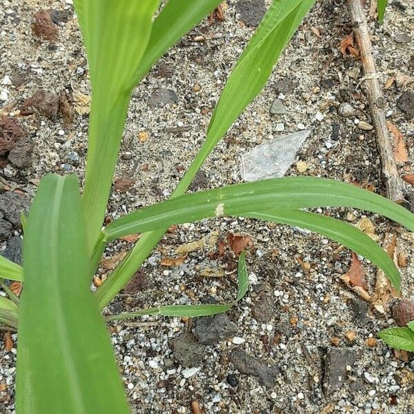 Echinochloa crus-galli برگ