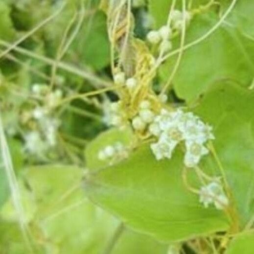 Cuscuta australis Blomst