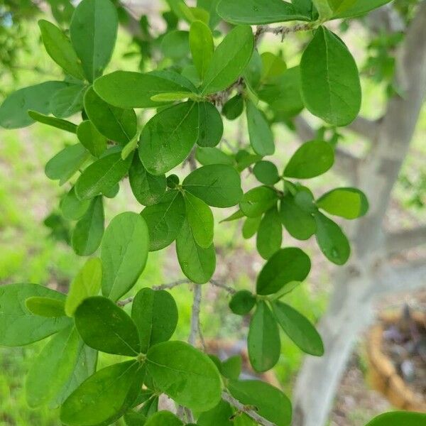 Diospyros texana Blad