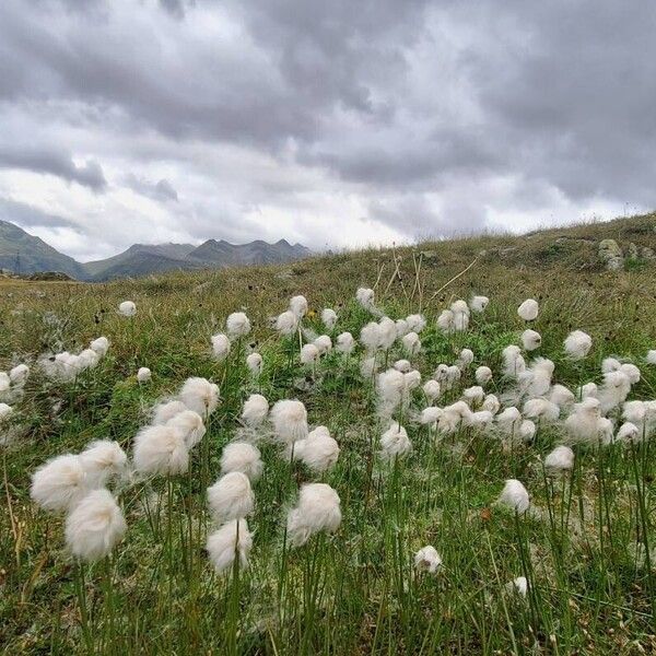 Eriophorum scheuchzeri Квітка