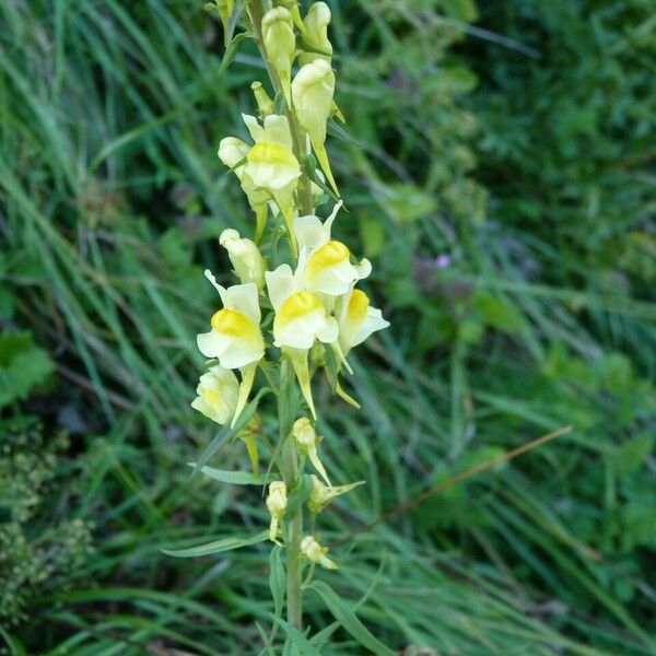 Linaria vulgaris Costuma