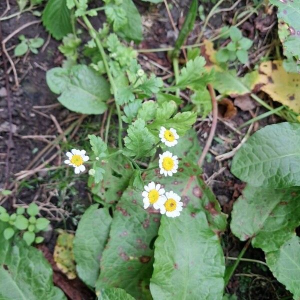 Tanacetum parthenium Flower