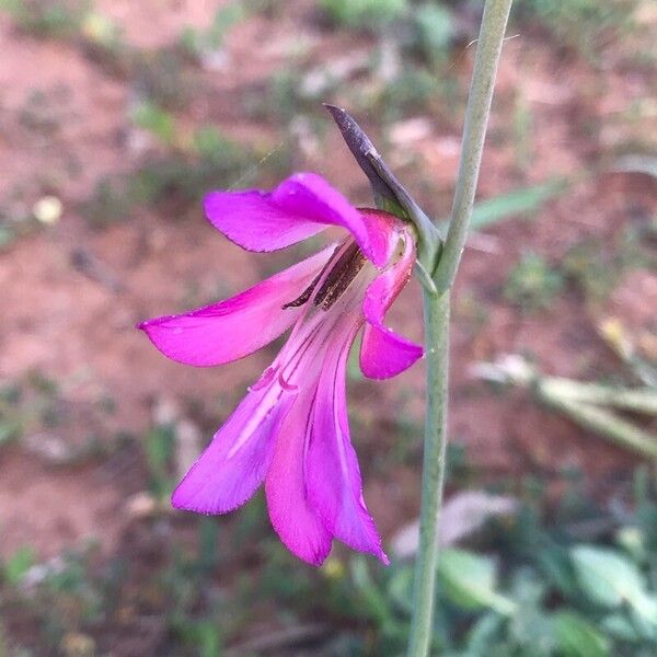 Gladiolus italicus 花