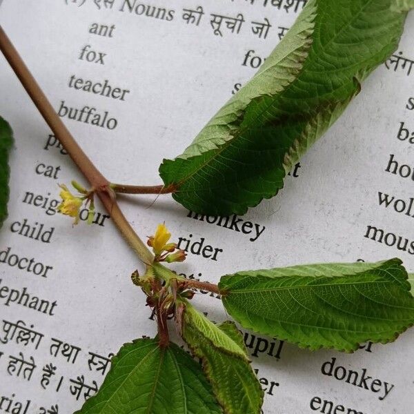 Corchorus aestuans Flower