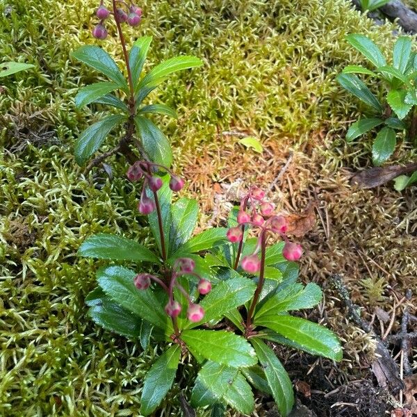 Chimaphila umbellata Flower