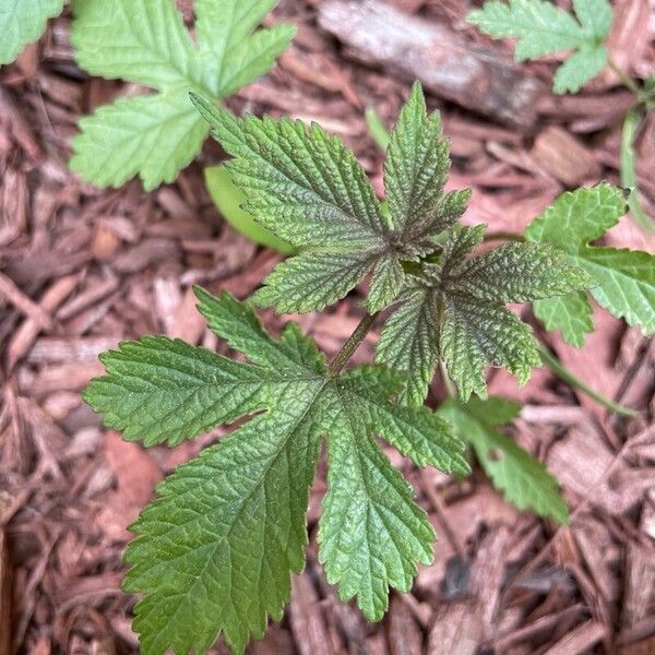 Hydrastis canadensis Φύλλο