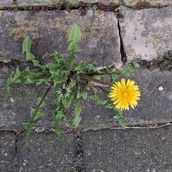 Taraxacum sect. Taraxacum Habit