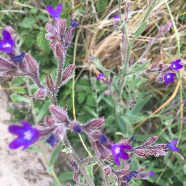 Anchusa azurea Цвят