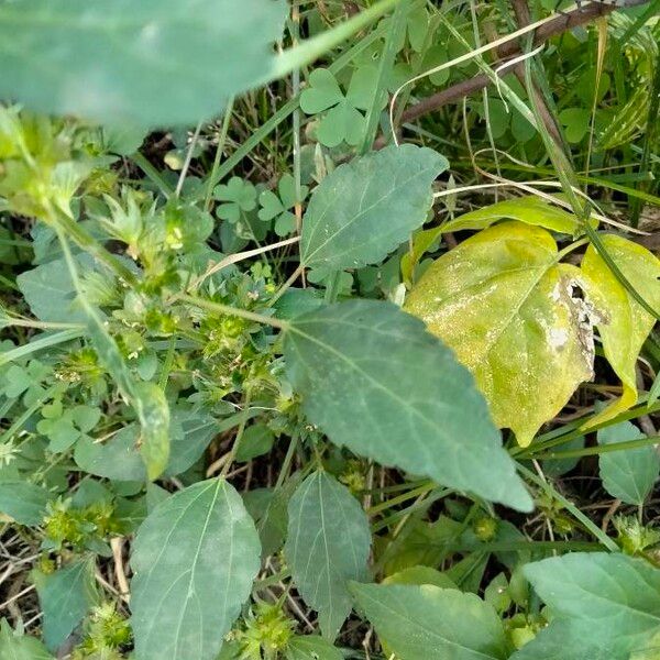 Acalypha virginica Leaf