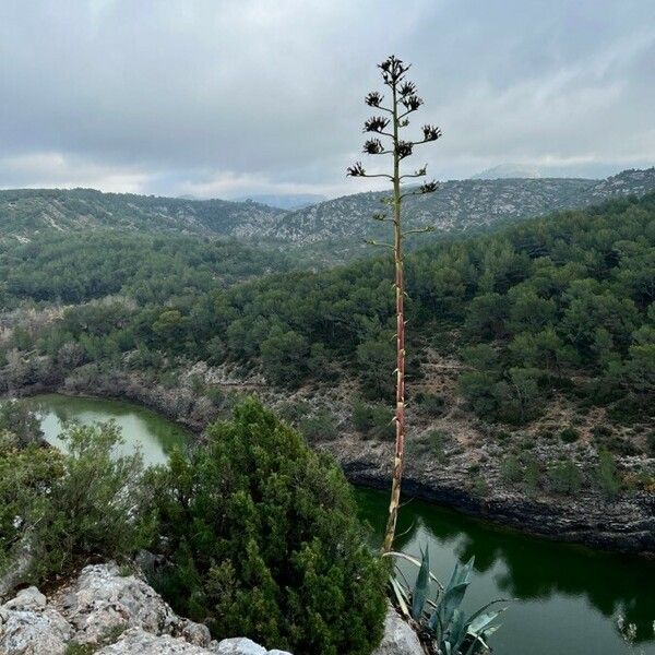 Agave sisalana 形态