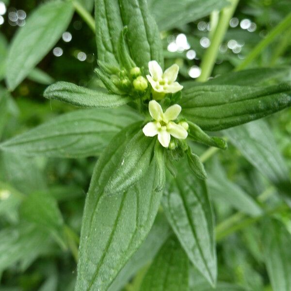 Lithospermum officinale Flors