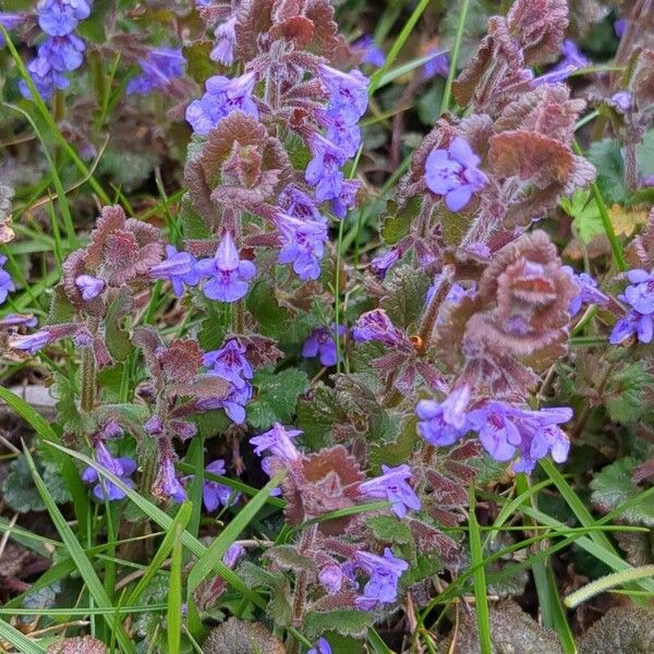 Glechoma hederacea Habit