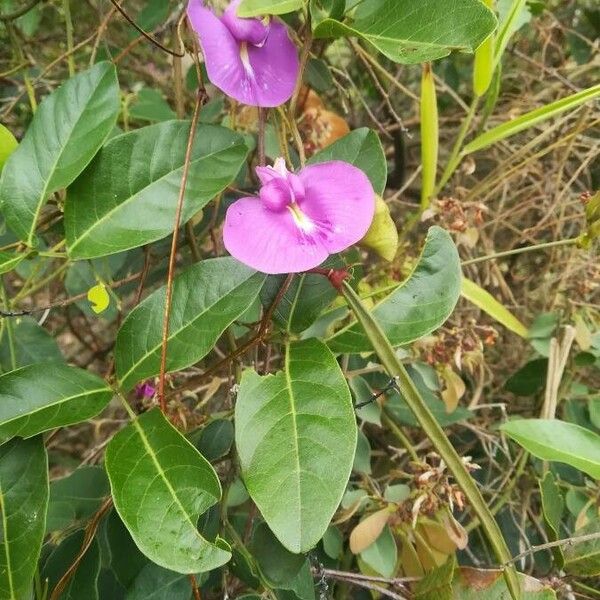 Centrosema pubescens Flor