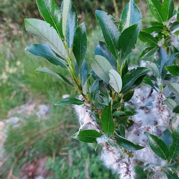 Salix glabra Fuelha