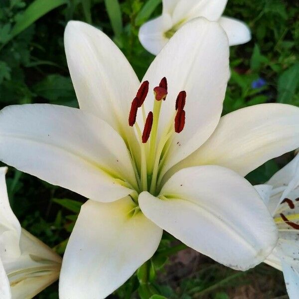 Lilium candidum Blüte