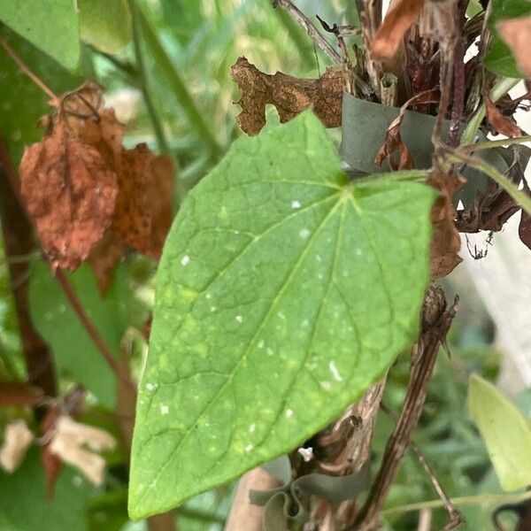 Thunbergia alata Leaf