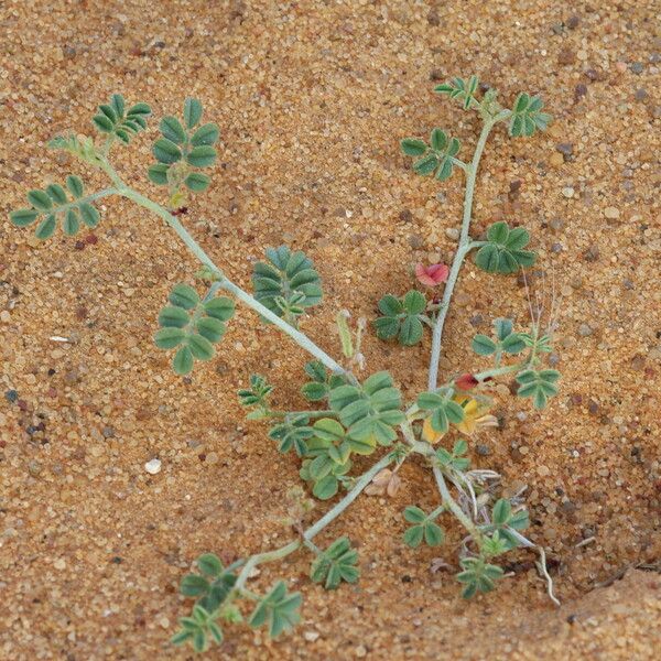 Indigofera argentea Листок