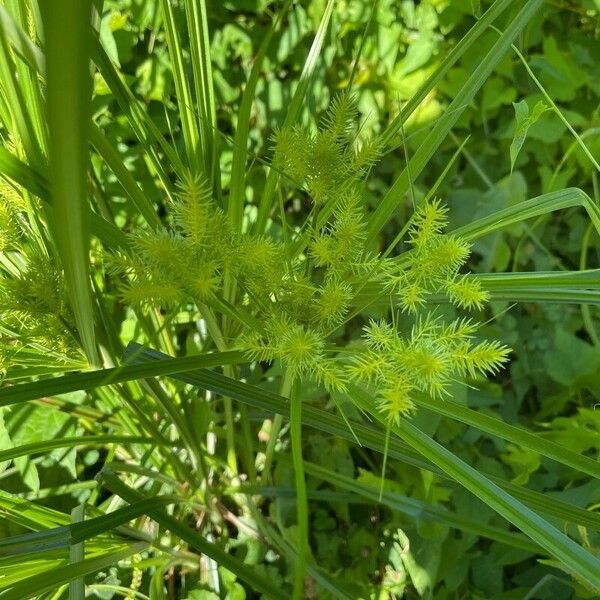 Cyperus strigosus Φύλλο