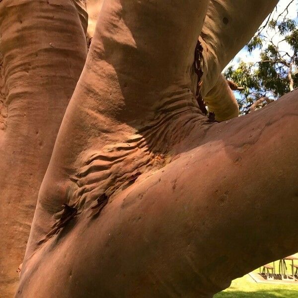 Corymbia citriodora Ŝelo