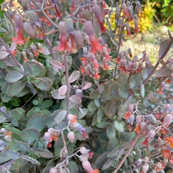 Kalanchoe fedtschenkoi Flower