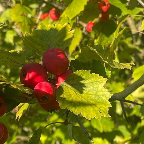 Crataegus coccinea Ffrwyth