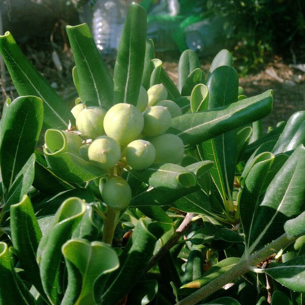 Pittosporum tobira Blad