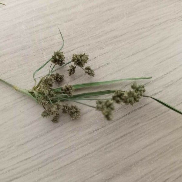 Scirpus atrovirens Bloem