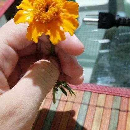 Tagetes erecta Flower