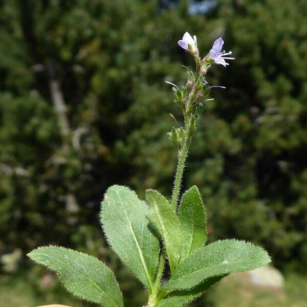 Veronica officinalis Kabuk