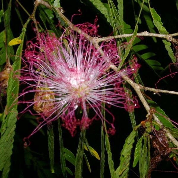 Calliandra magdalenae 形態